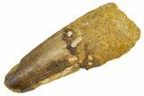 Fossil Spinosaurus Tooth - Real Dinosaur Tooth #344556-1